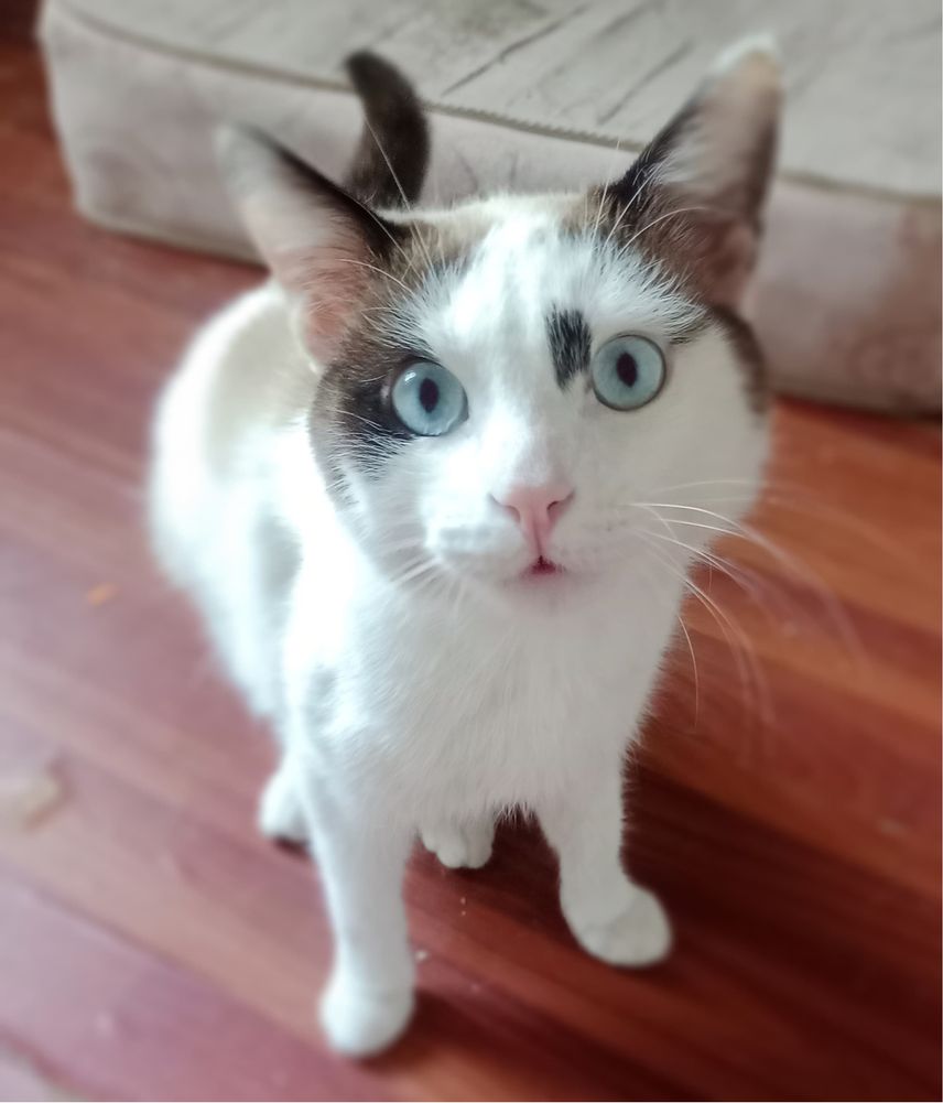Отдам молодого котика