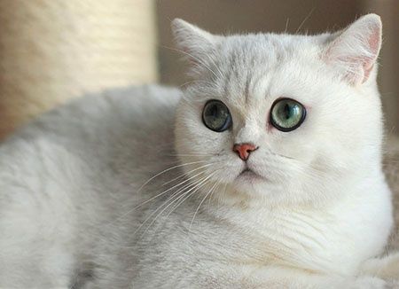 Продаю британскую шиншилу