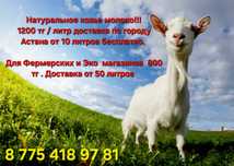 Козье молоко с Доставкой. Ешкі сүті үйге дейін.