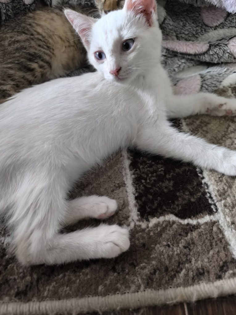 Котенок ищет дом