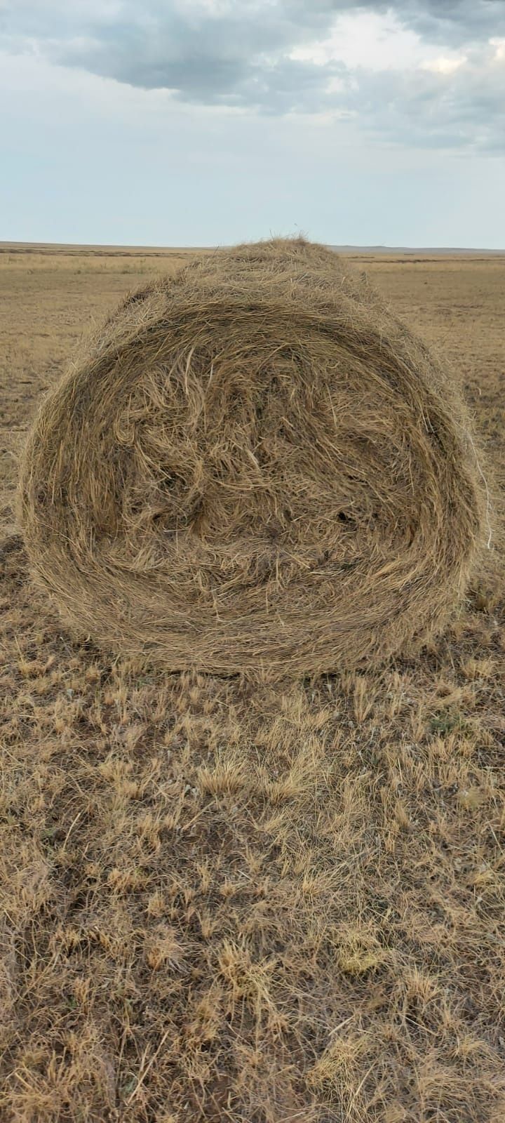 Шөп сатамыз. 10 000 тг