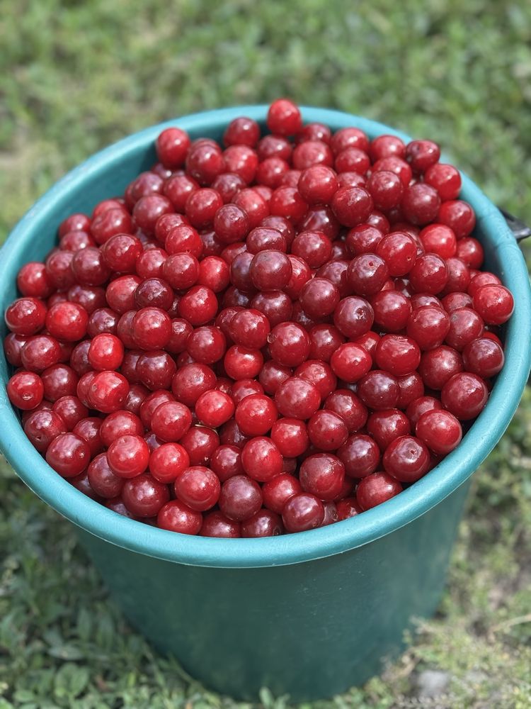 Продам вишню сладкая спелая