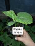 Рассада(помидоры,огурцы,баклажаны,перец,клубника)