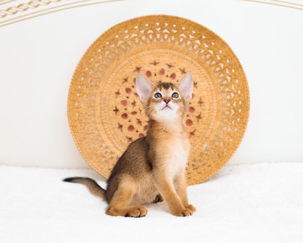 Абиссинский котенок. Абиссинские котята