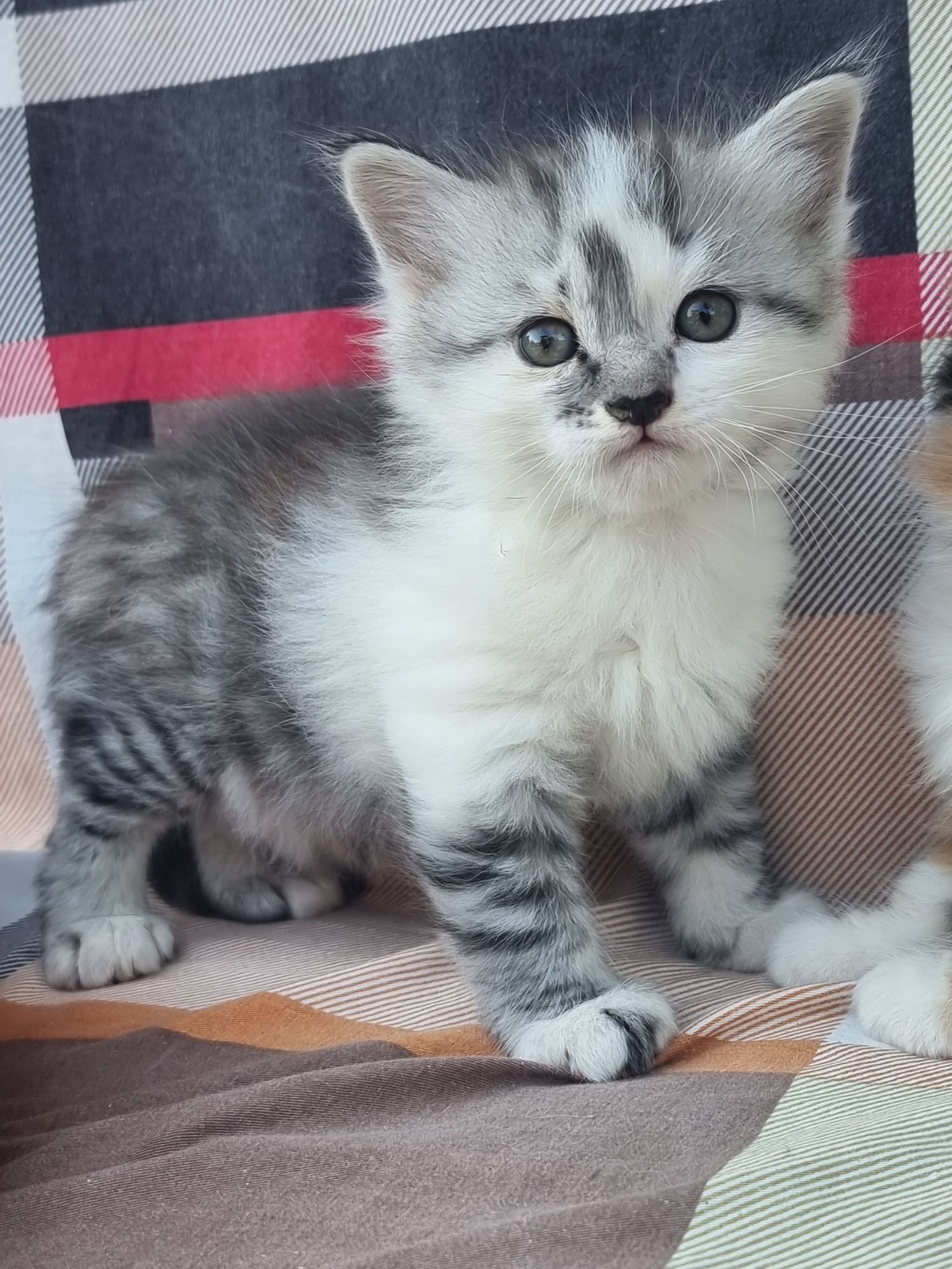 Продам шотланских котят
