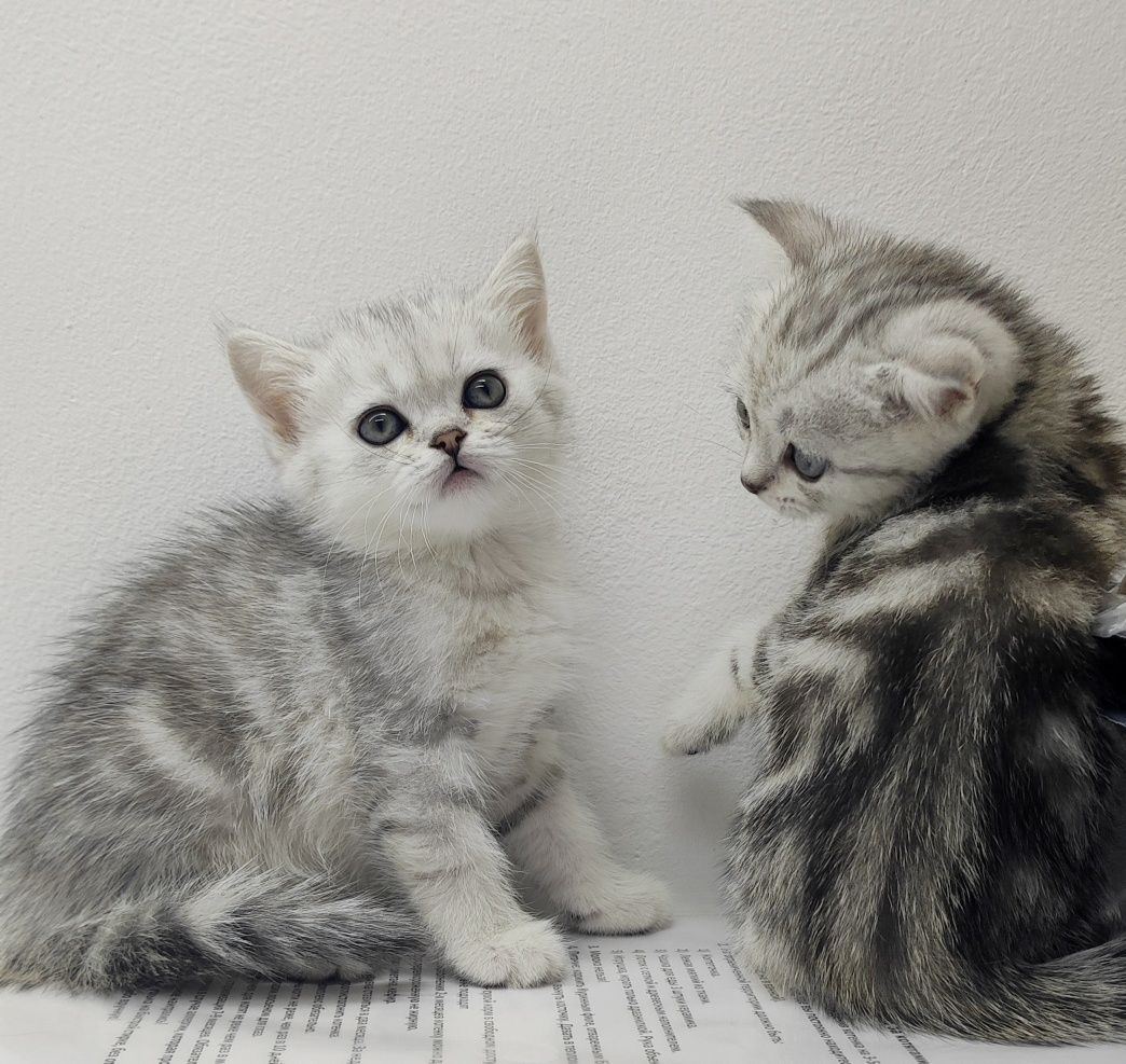 Шотландские прямоухие котята