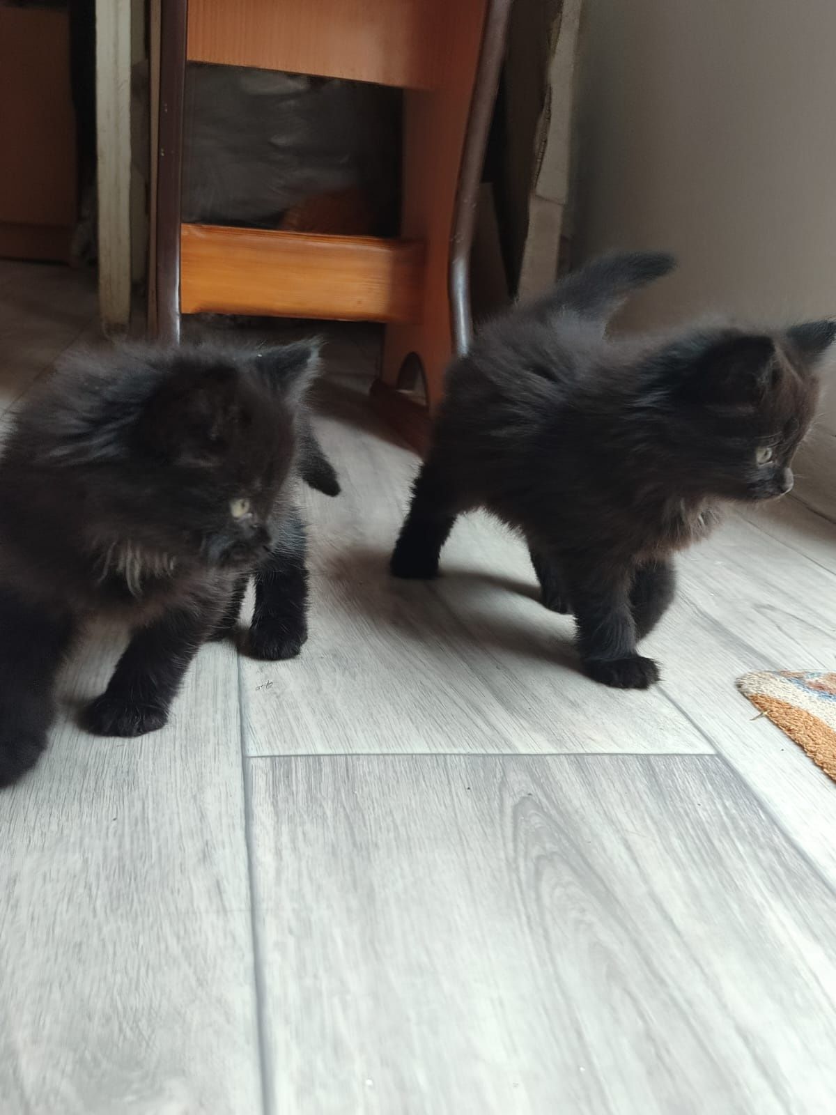 Отдам котят в добрые руки