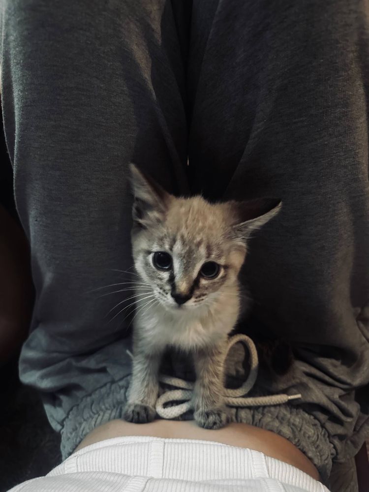 Ищет дом очаровательная кошечка
