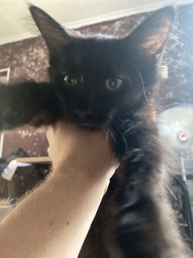 Котенок Чип ,в добрые руки
