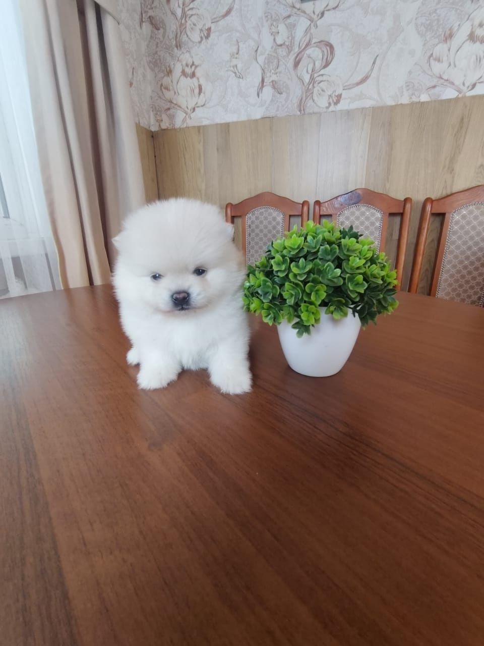 Щпицы кремовые готовы к переезду