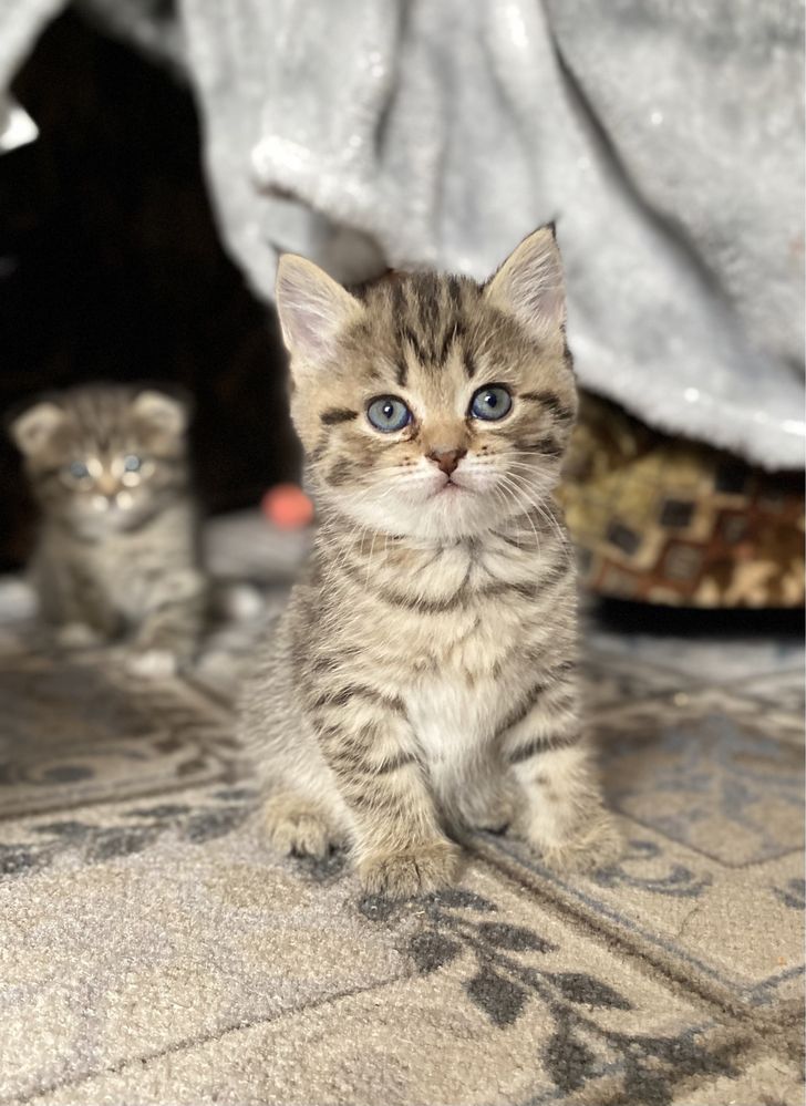 Британские котята