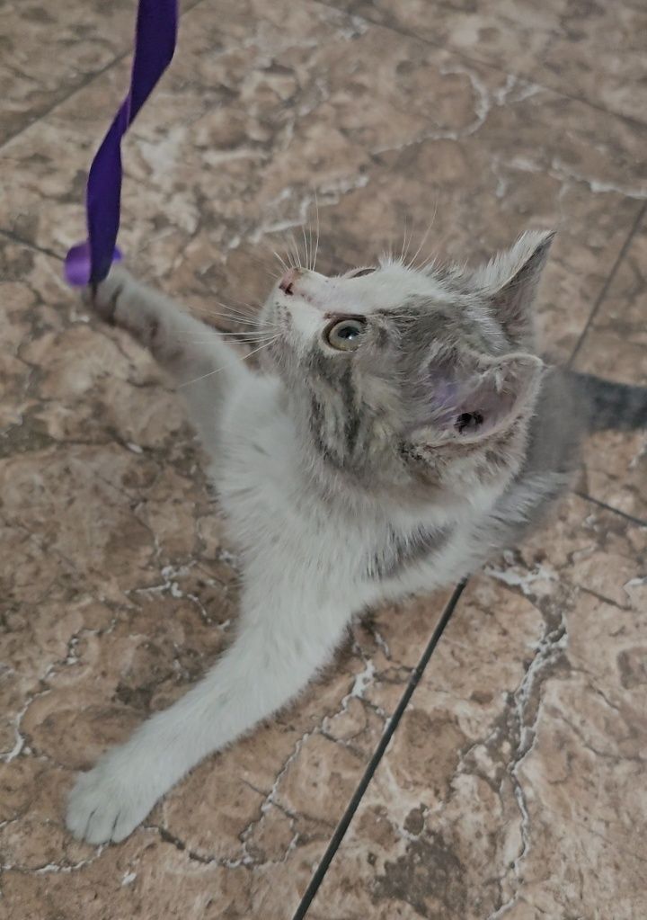 Отдам котенка в хорошие