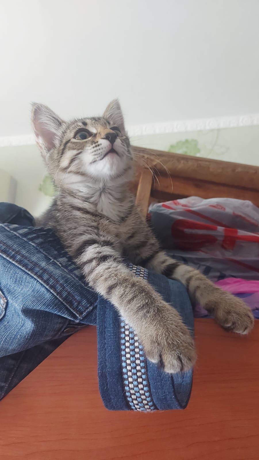 Котёнок девочка 2 месяца, на лоток уже приучена