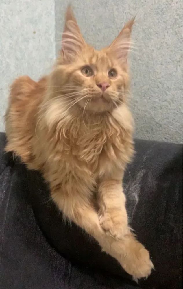 Котенок мейн-куна