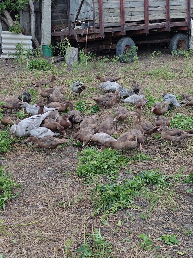 Продам  утак  вся птица породная тяжолая линия.