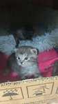 Продам красивых котят