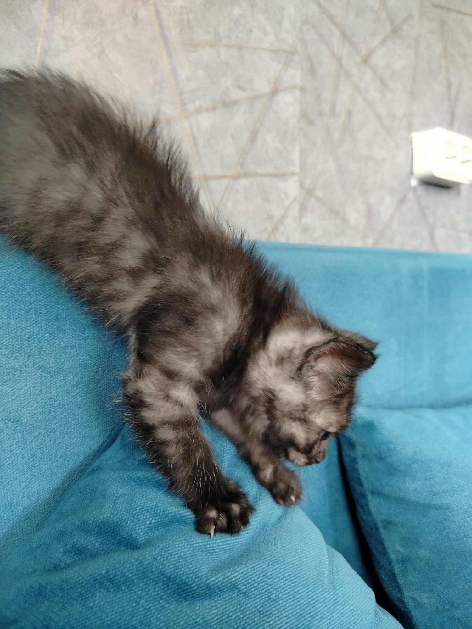 Отдам котёнка г. Костанай