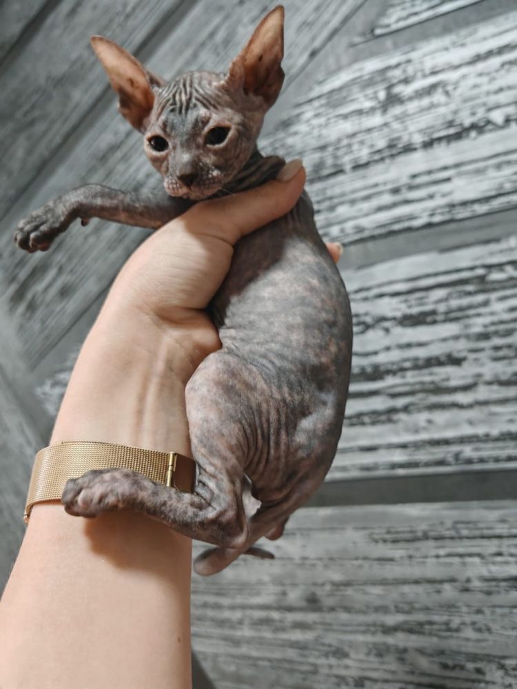 Кошечка породы сфинкс