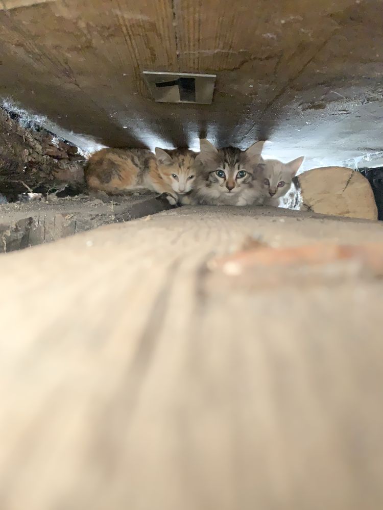 Бездомные котята с мамой кошкой