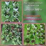 Распродажа Шлюмбергеры Декабристы