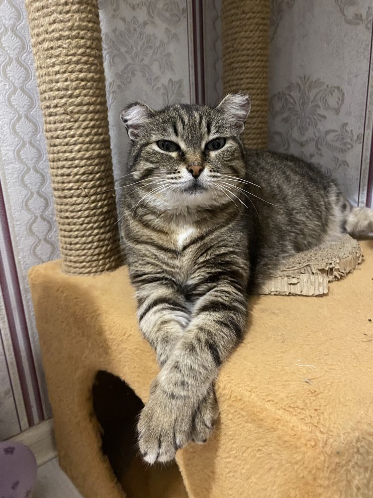 Добрая, ласковая кошка