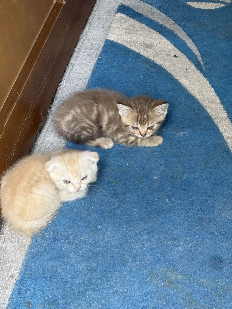 Продаются котята