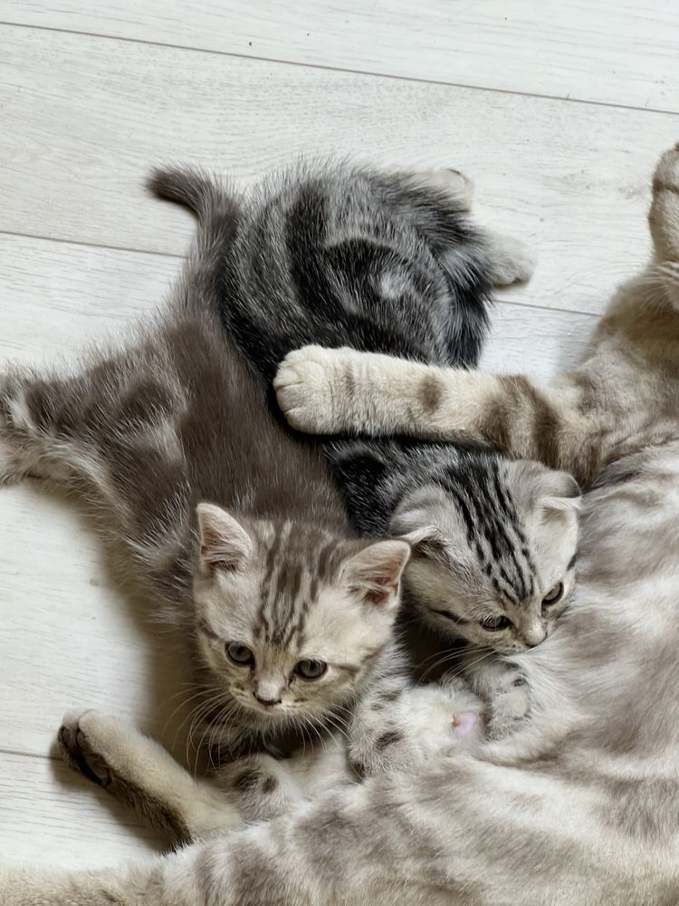Продам котят чистокровные