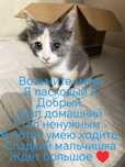 Котенок маленький комочек