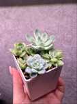 Эхеверия малыши продам Echeveria