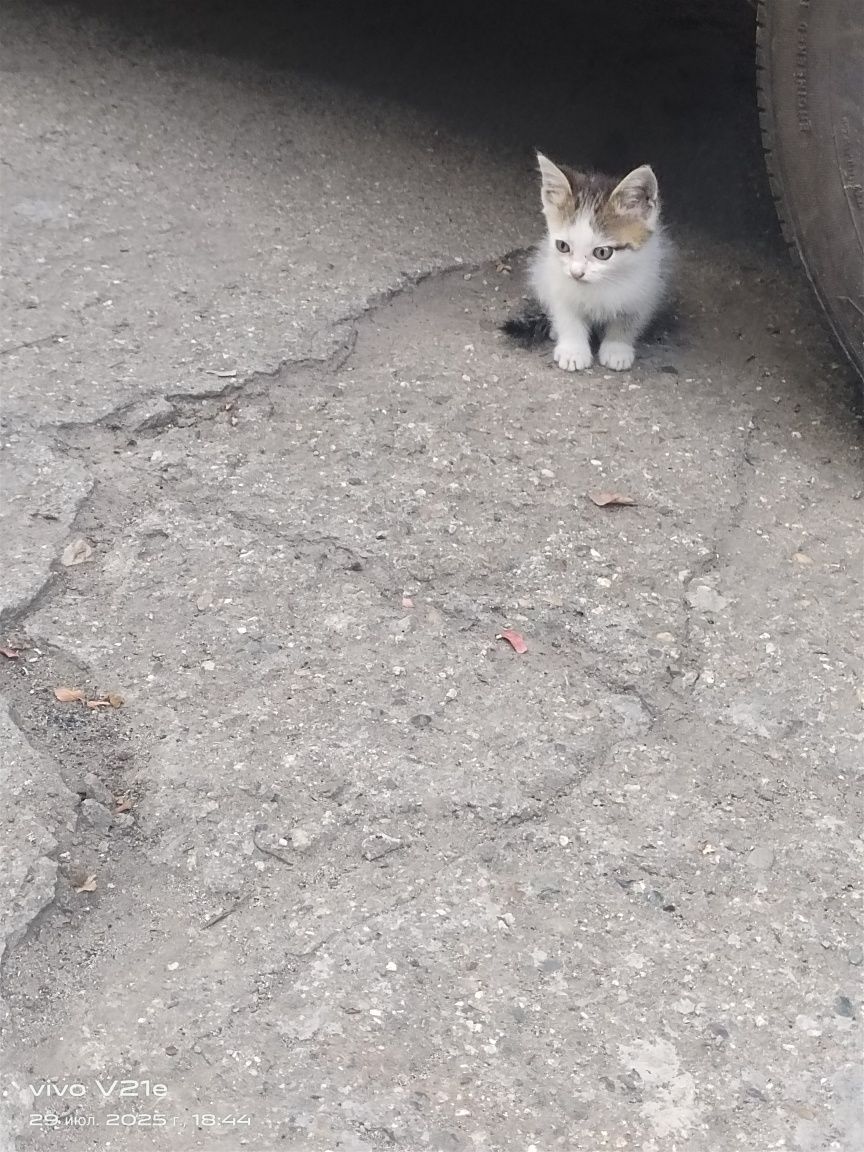 Отдам котят даром!