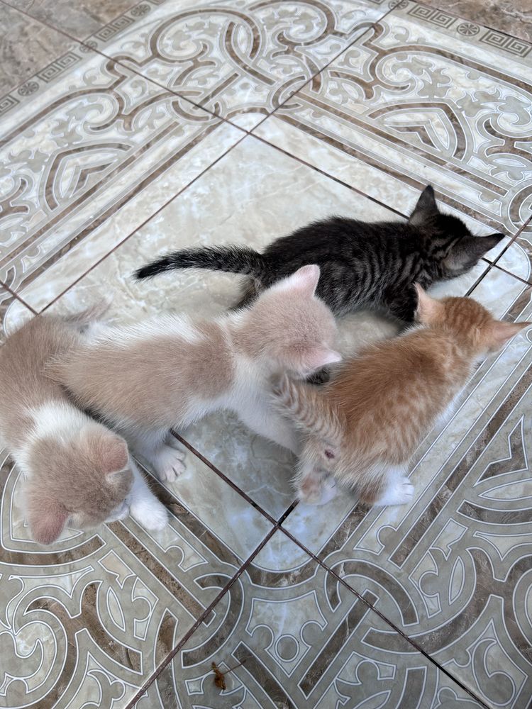 Отдам котят в хорошие руки