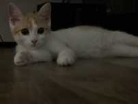 Котенок 3 месяца