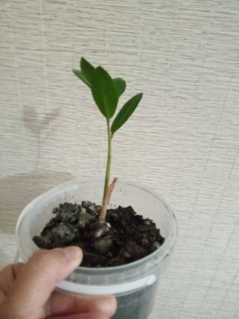 Продам замиокулькас(долларовое дерево) за 1000 тенге