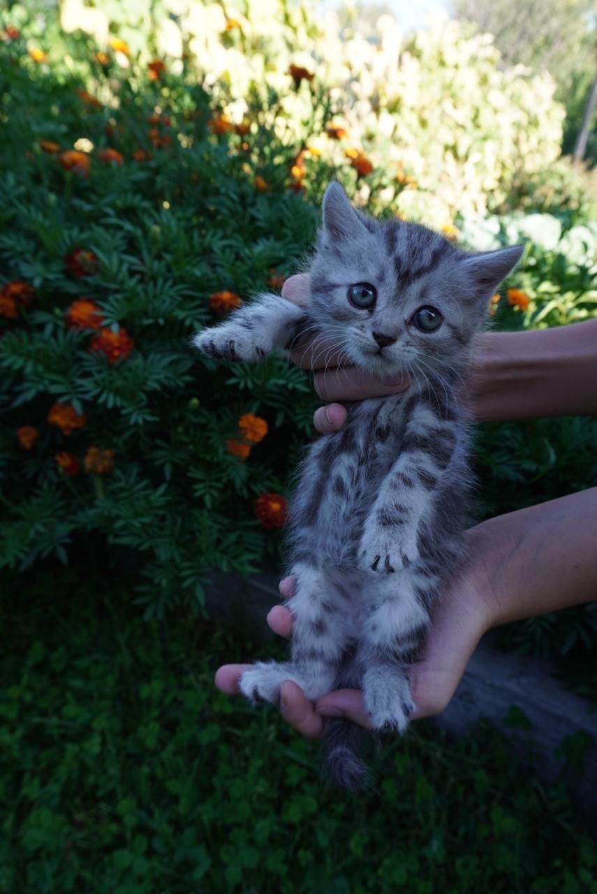 Котята бесплатно