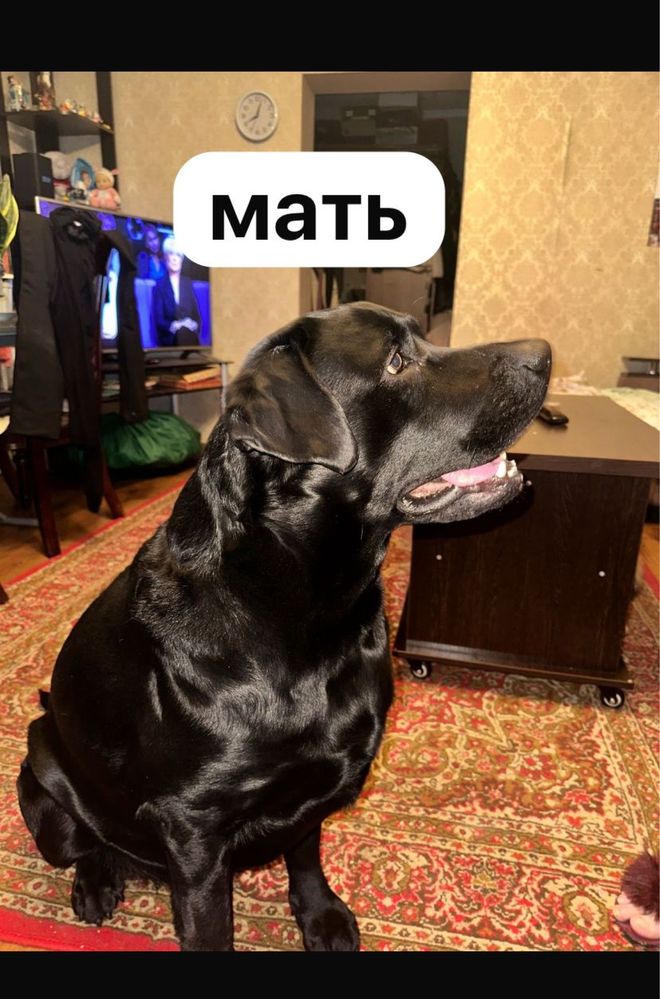 лабрадор щенок породистый