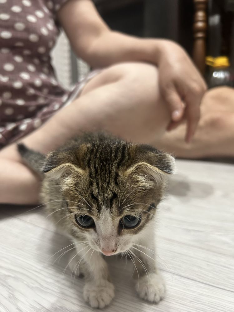 Котенок девочка на половину вислоухая