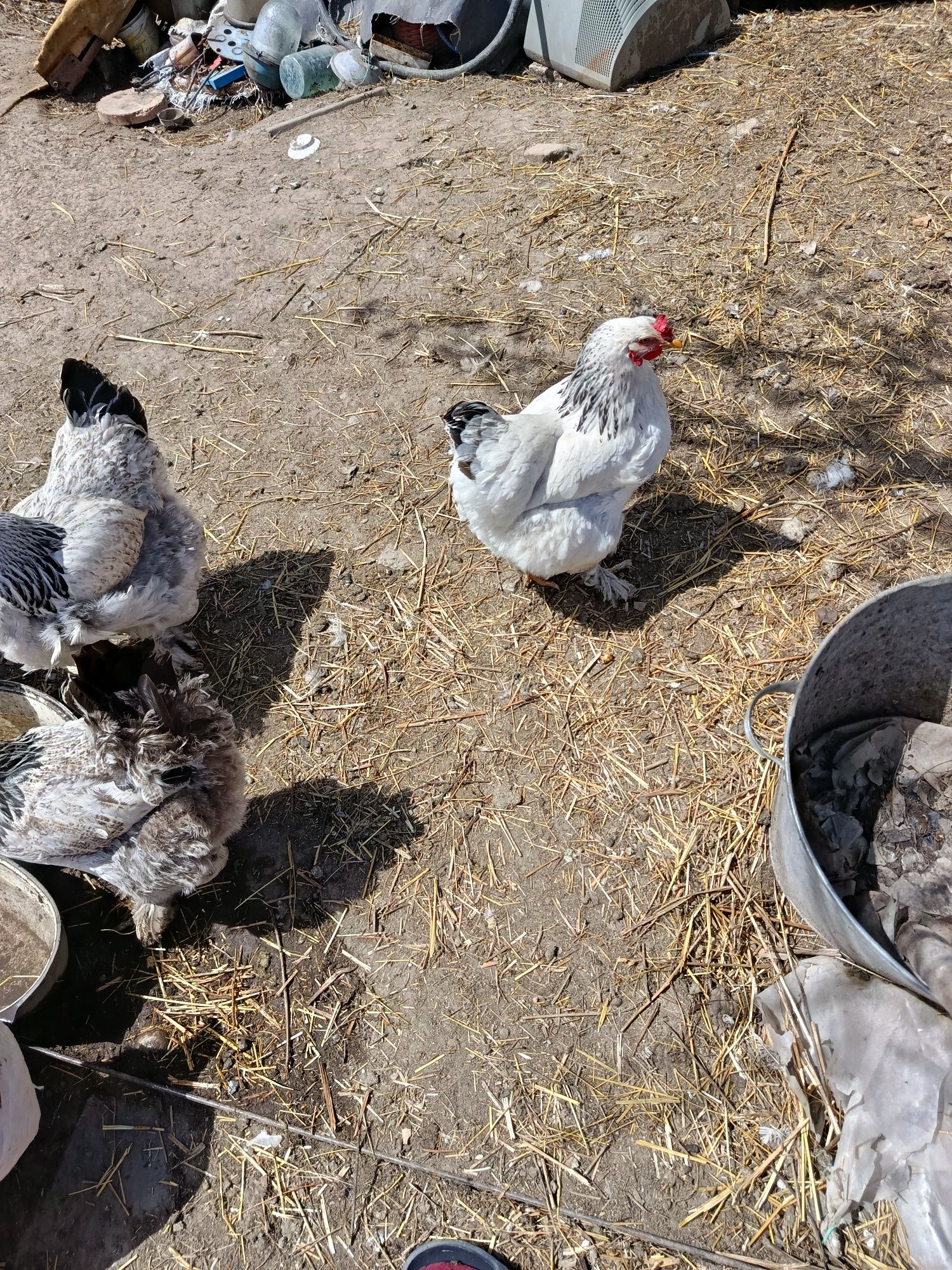 Продам курей и петуха!