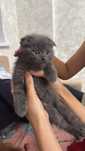 шотландский котик