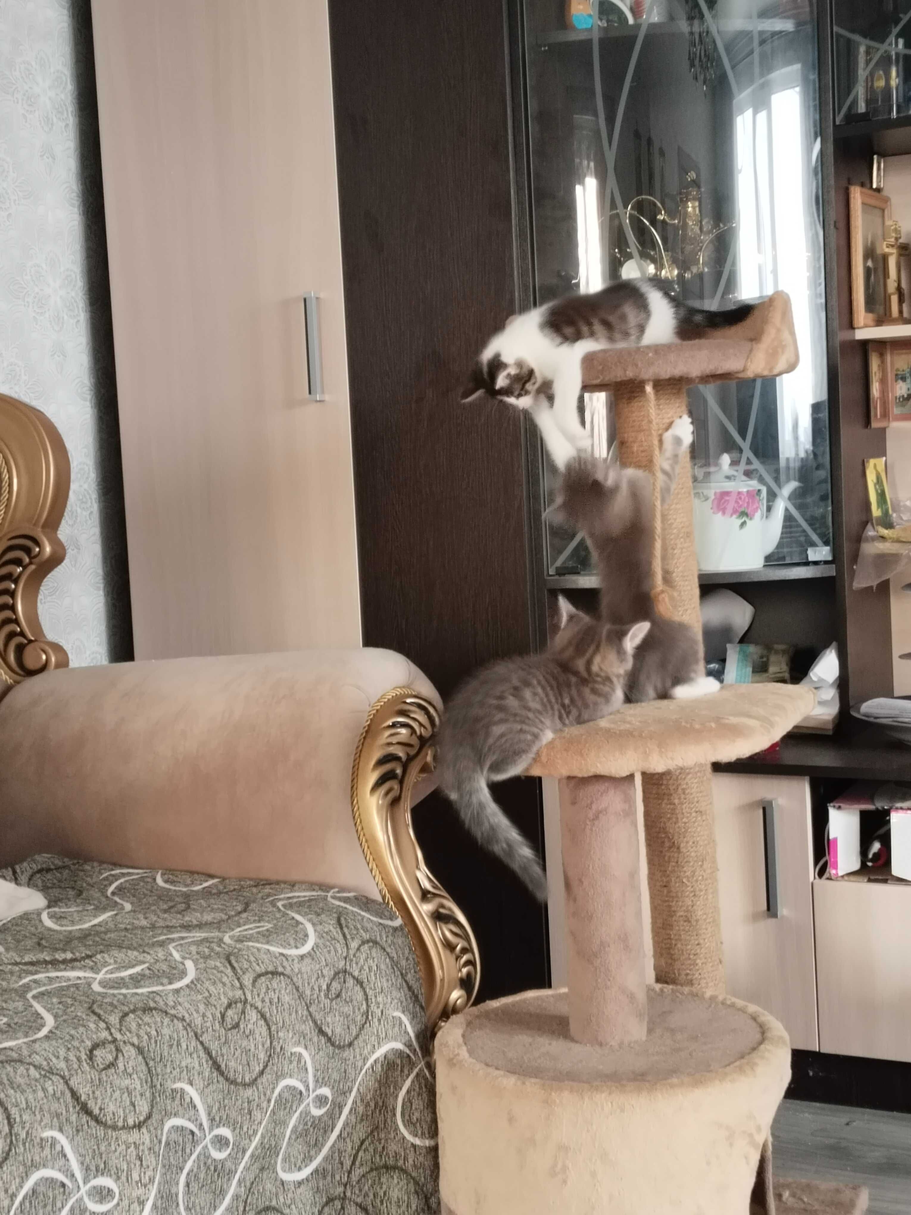 Котят раздала в добрые руки