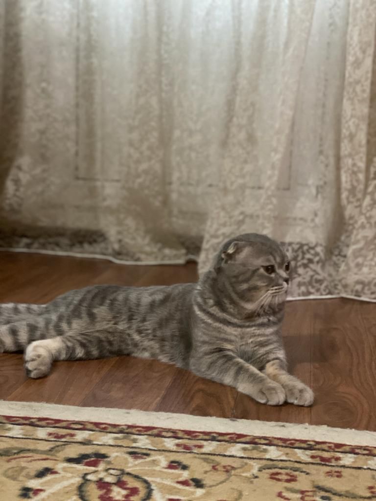 Кот шотландский вислоухий