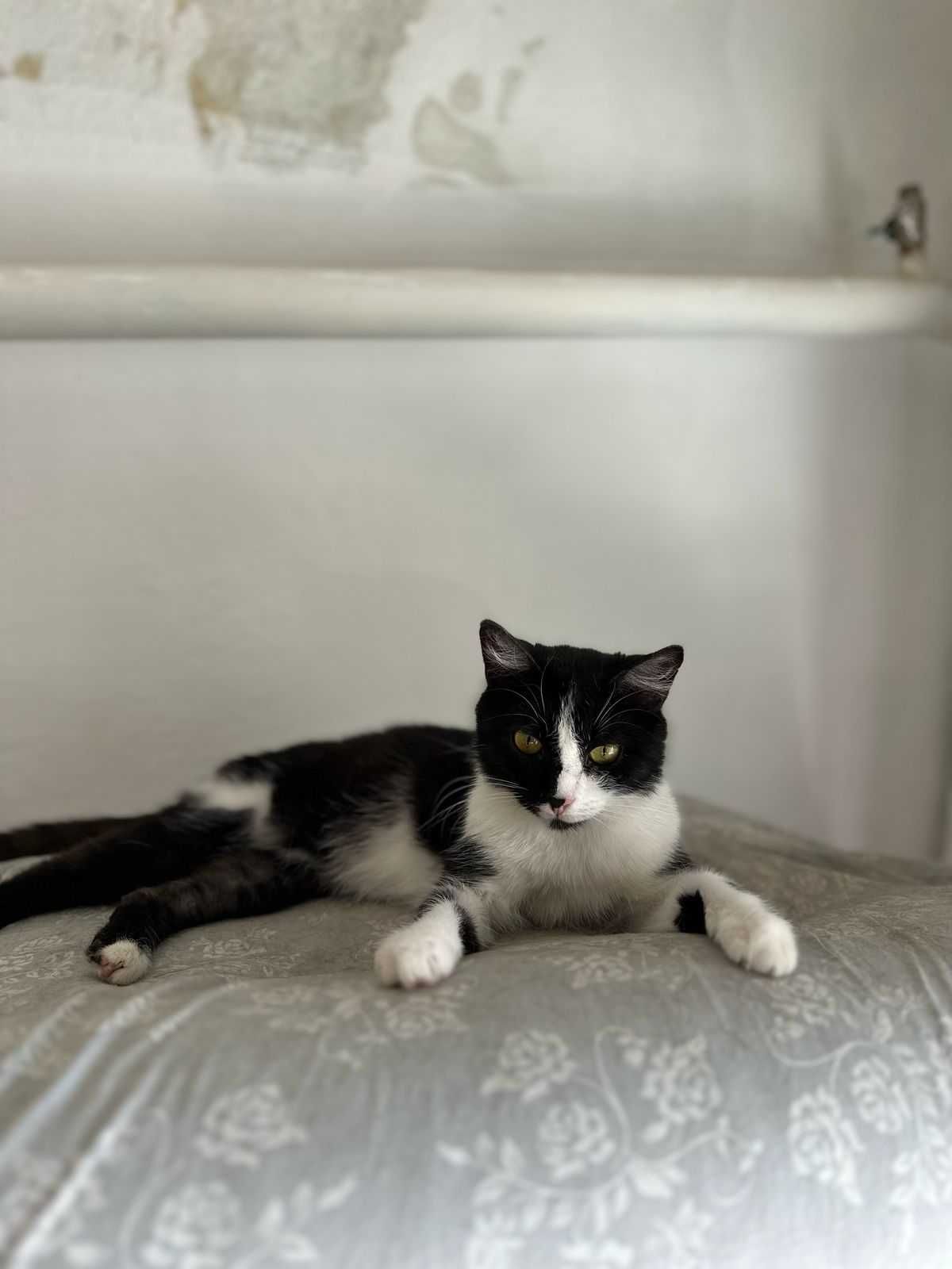 Кошечки и котик в добрые руки