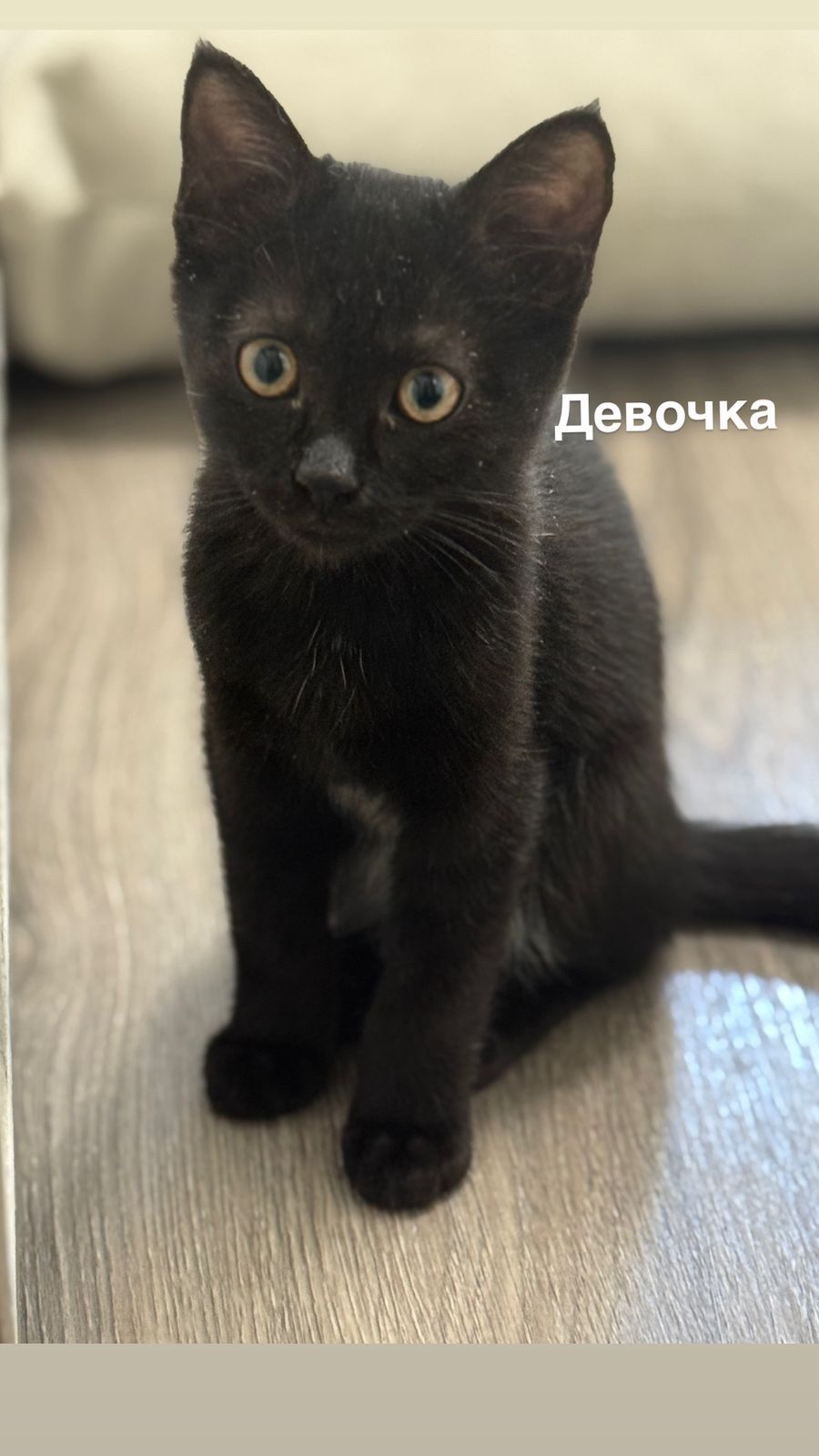 Отдам котят в добрые руки