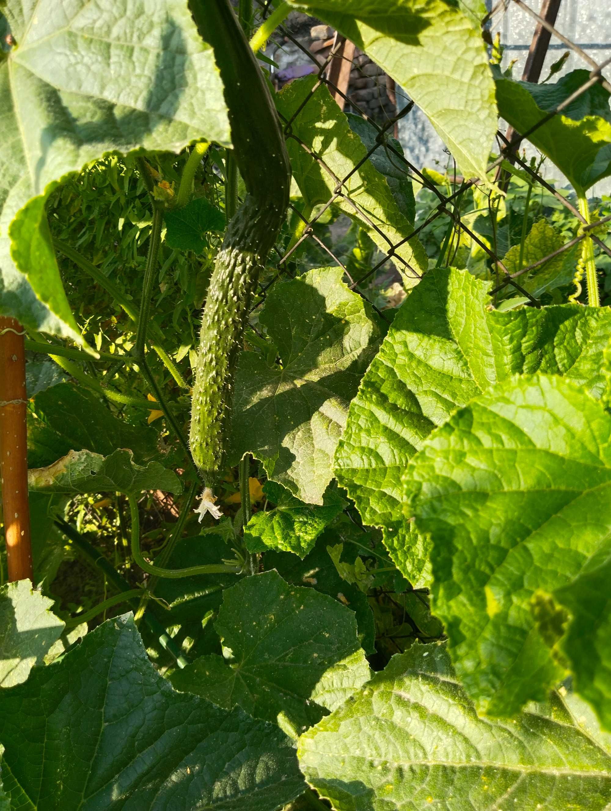 Продам домашние огурцы