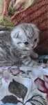 Котята шотланские , веслоухий