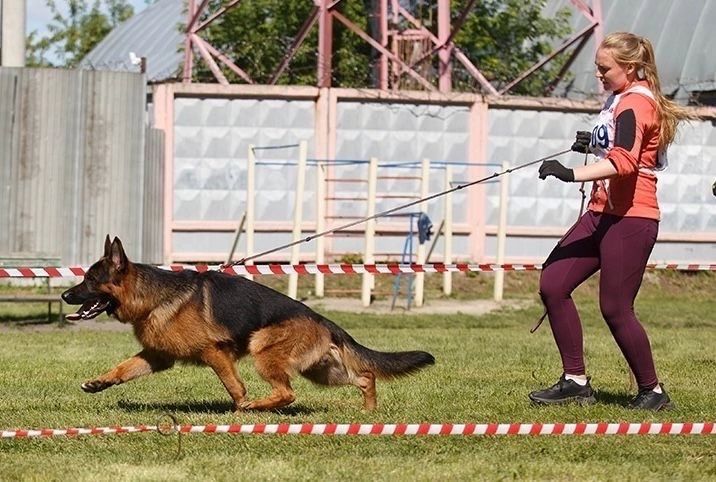 Щенки немецкой овчарки