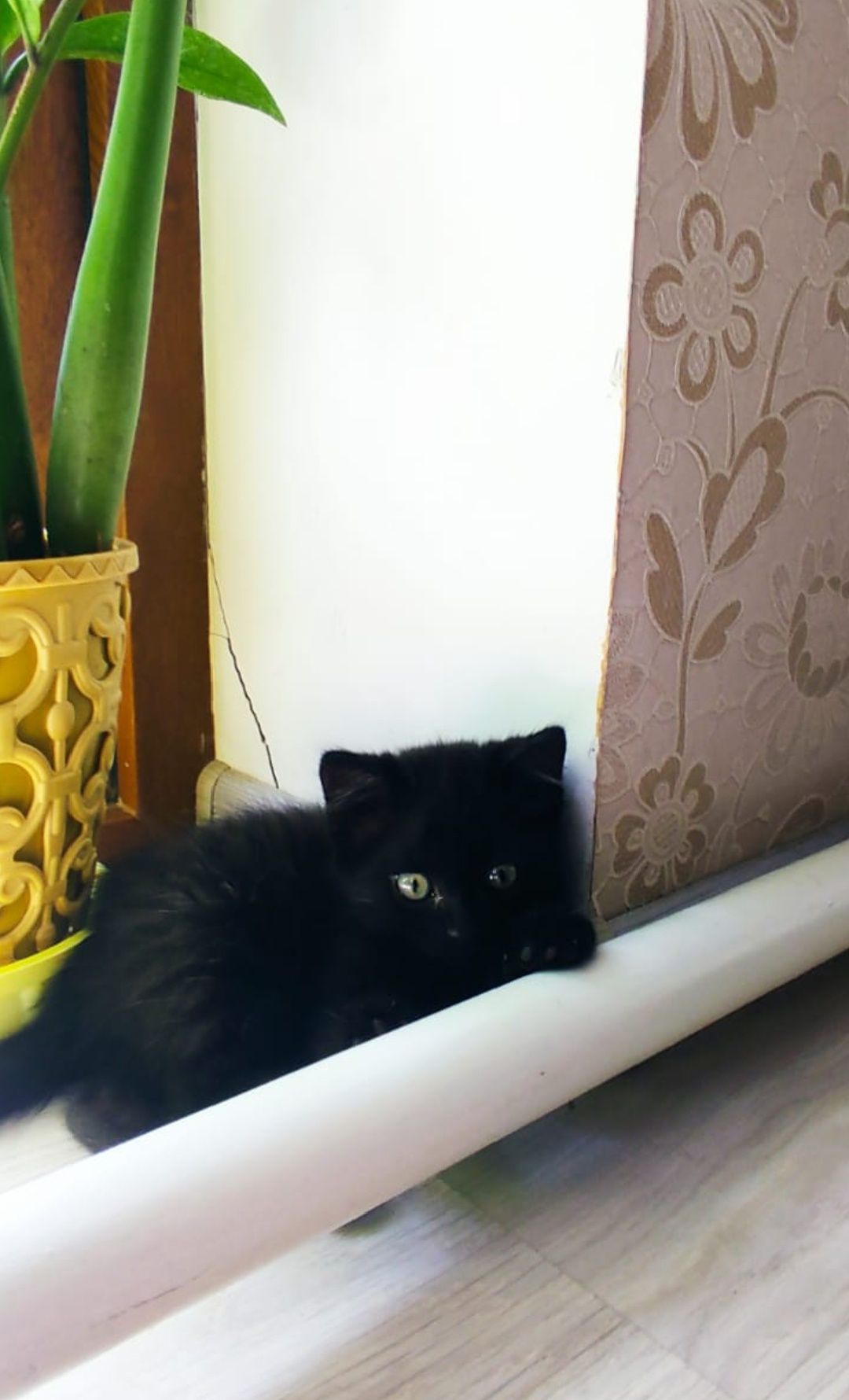 Котята от британской мамы