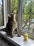 Котёнок отдам в хорошие руки