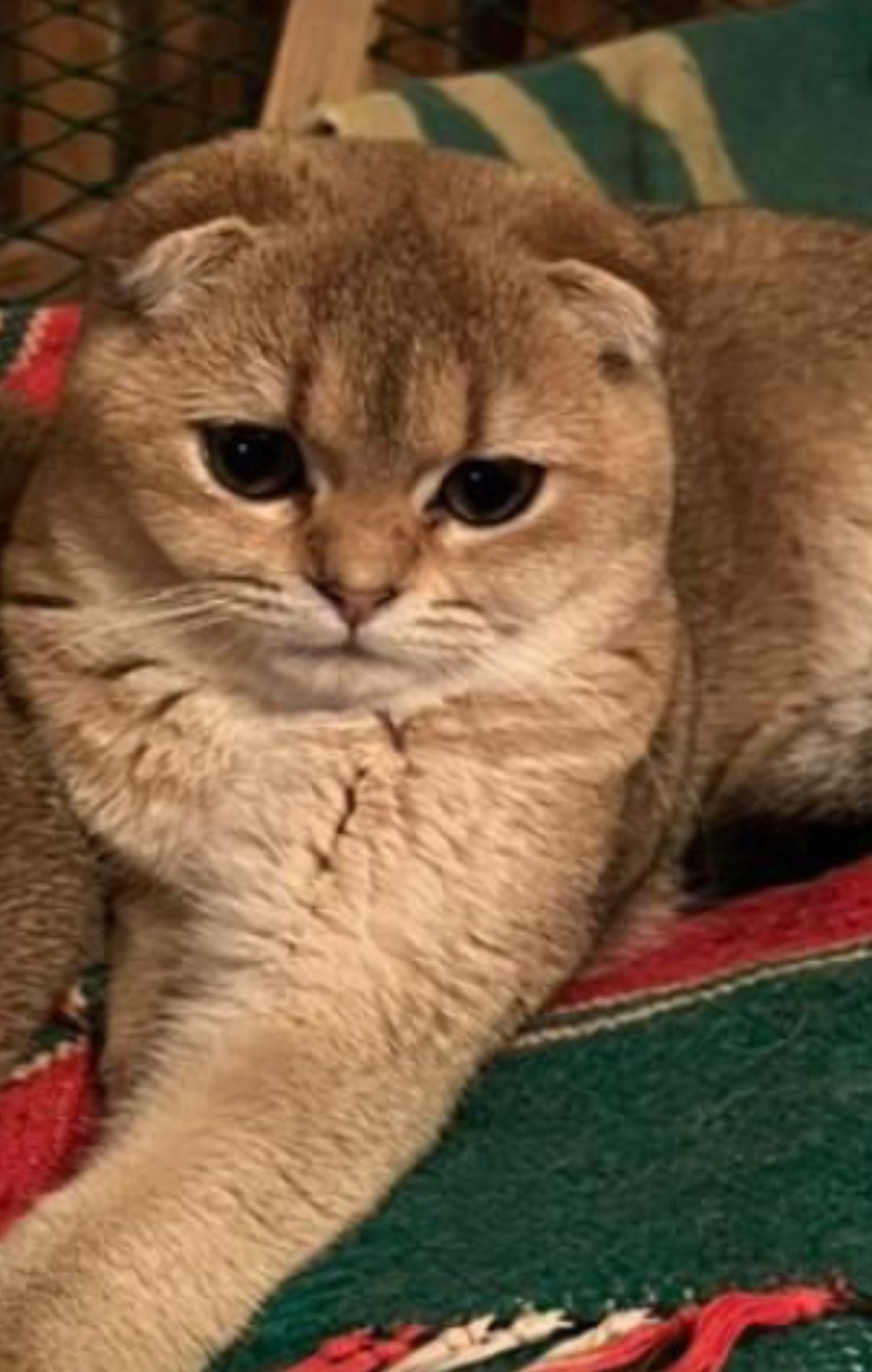 Британский котик