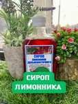 Сироп лимонника - природный Энергетик