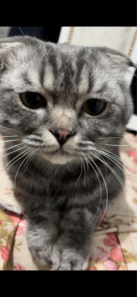 Шотландский кот срочно